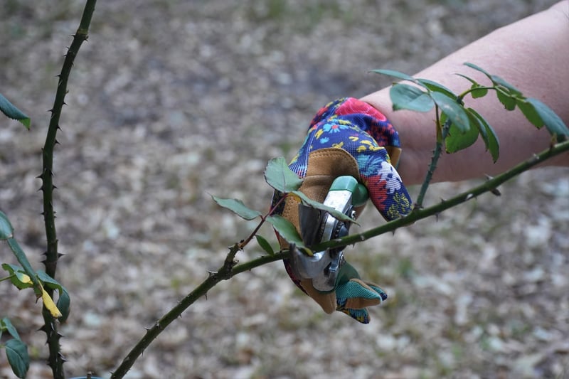 Pruning Guidelines