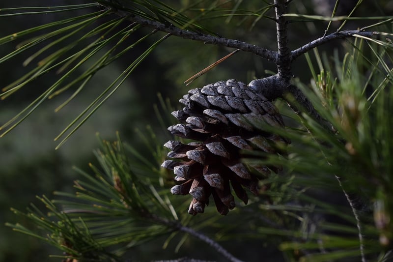 Winter Pine Cones