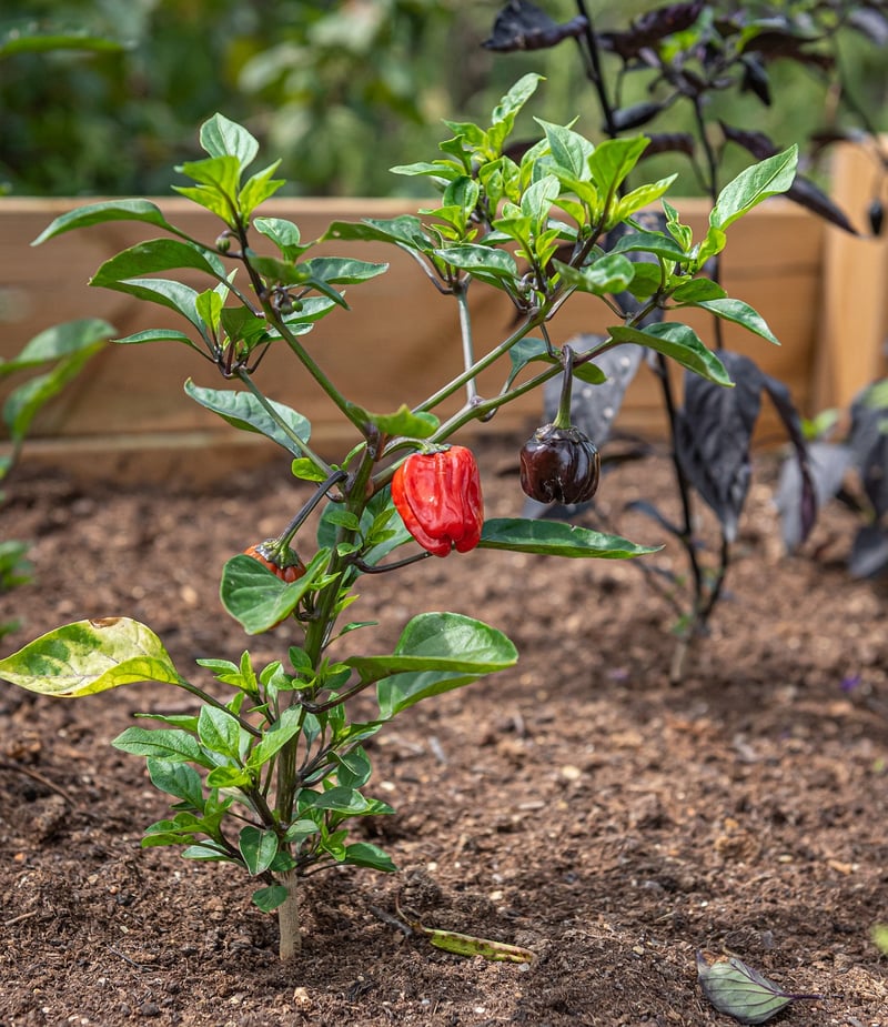 Raised Garden Bed